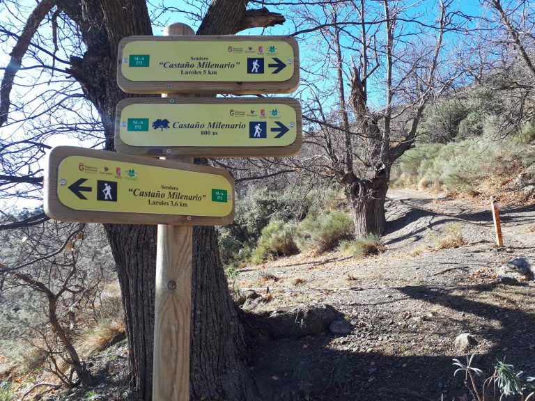 Homologado el sendero Castaño Milenario de Laroles