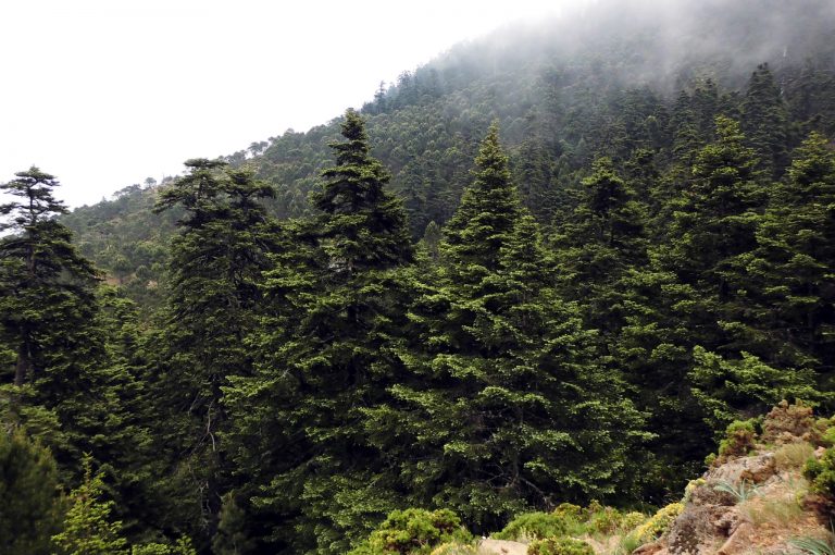 La FAM prestará su apoyo en las tareas de recuperación del entorno y muestra su consternación por la catástrofe en Sierra Bermeja